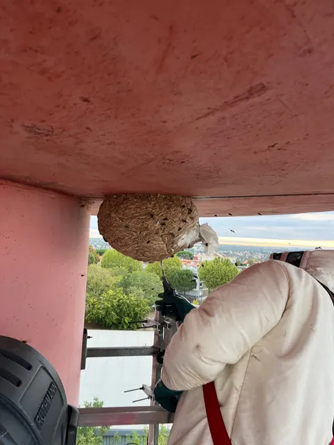 Technicien en combinaison de protection face à un nid de frelons